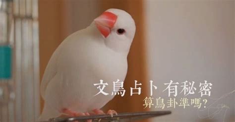 龜鳥卦原理|鳥卦占卜為什麼只用文鳥？原來是這樣？！